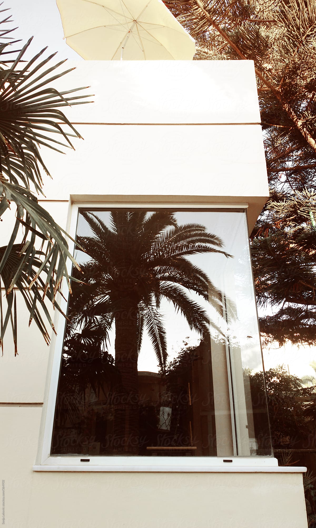 reflection of a palm tree in the window