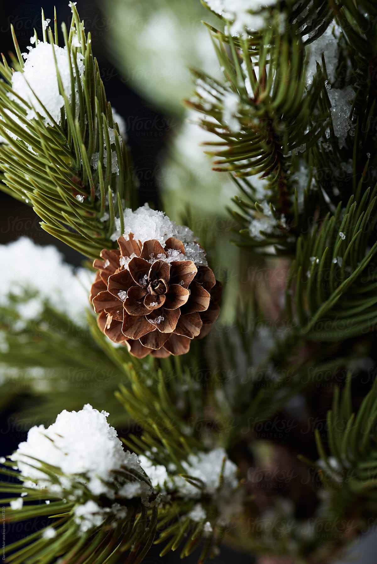 Snow on a pine cone.