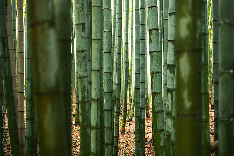 Bamboo Grove In Kyoto Japan
