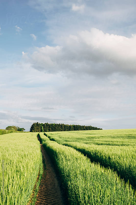 Track through a field of fresh barley. Norfolk, UK.