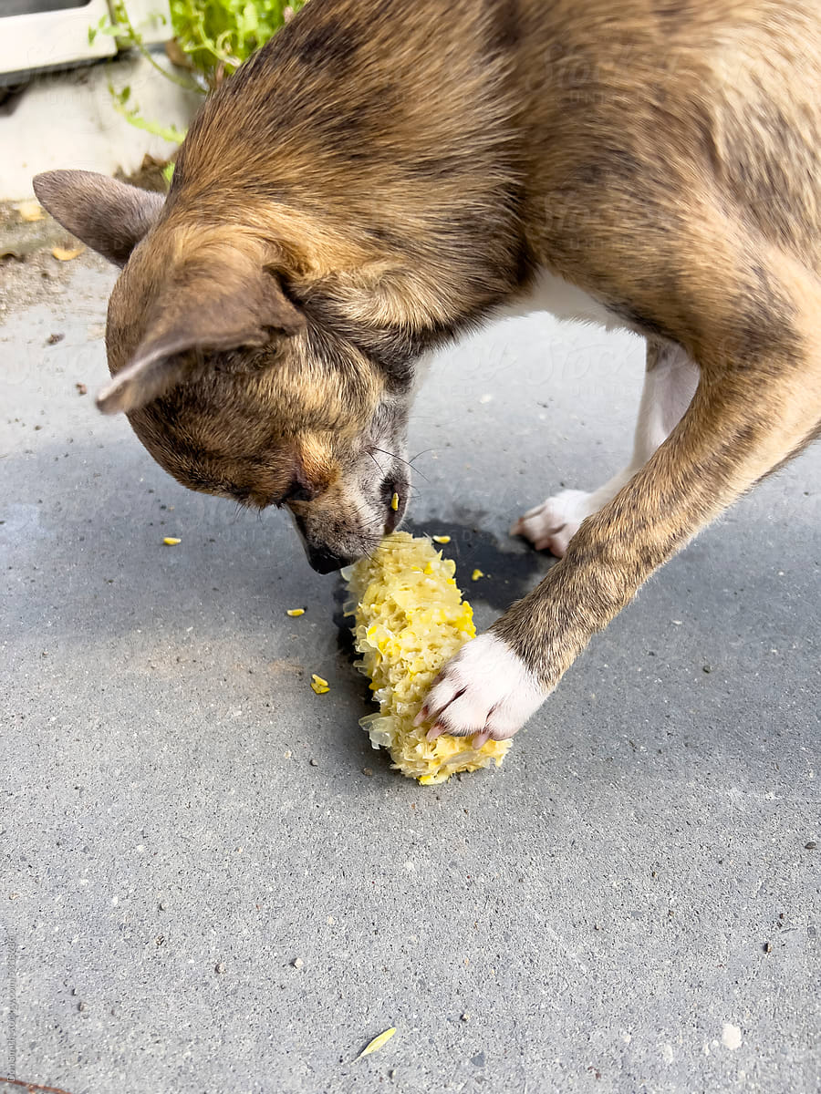 Chihuahua eating corn on cob
