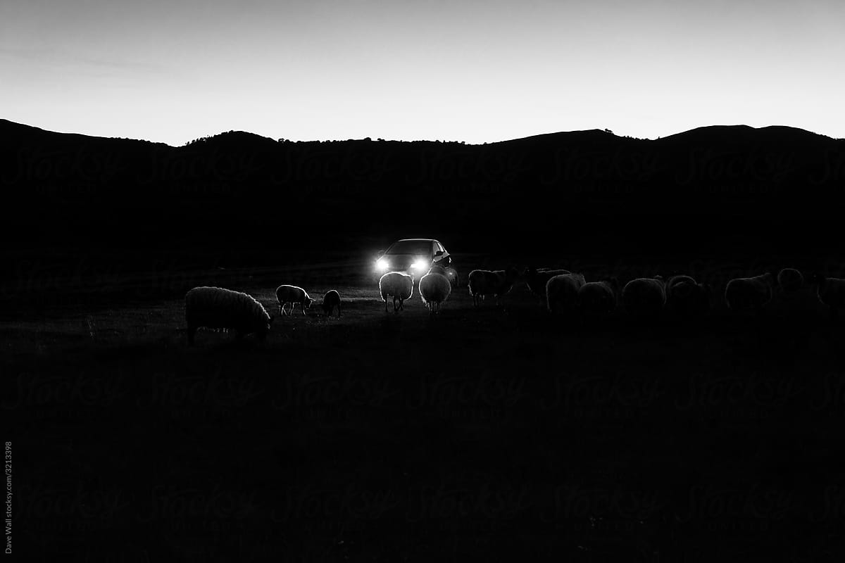 Flock Of Back Lighted By Car Headlights On A Summer's Night" by Stocksy Contributor "Dave Wall" - Stocksy
