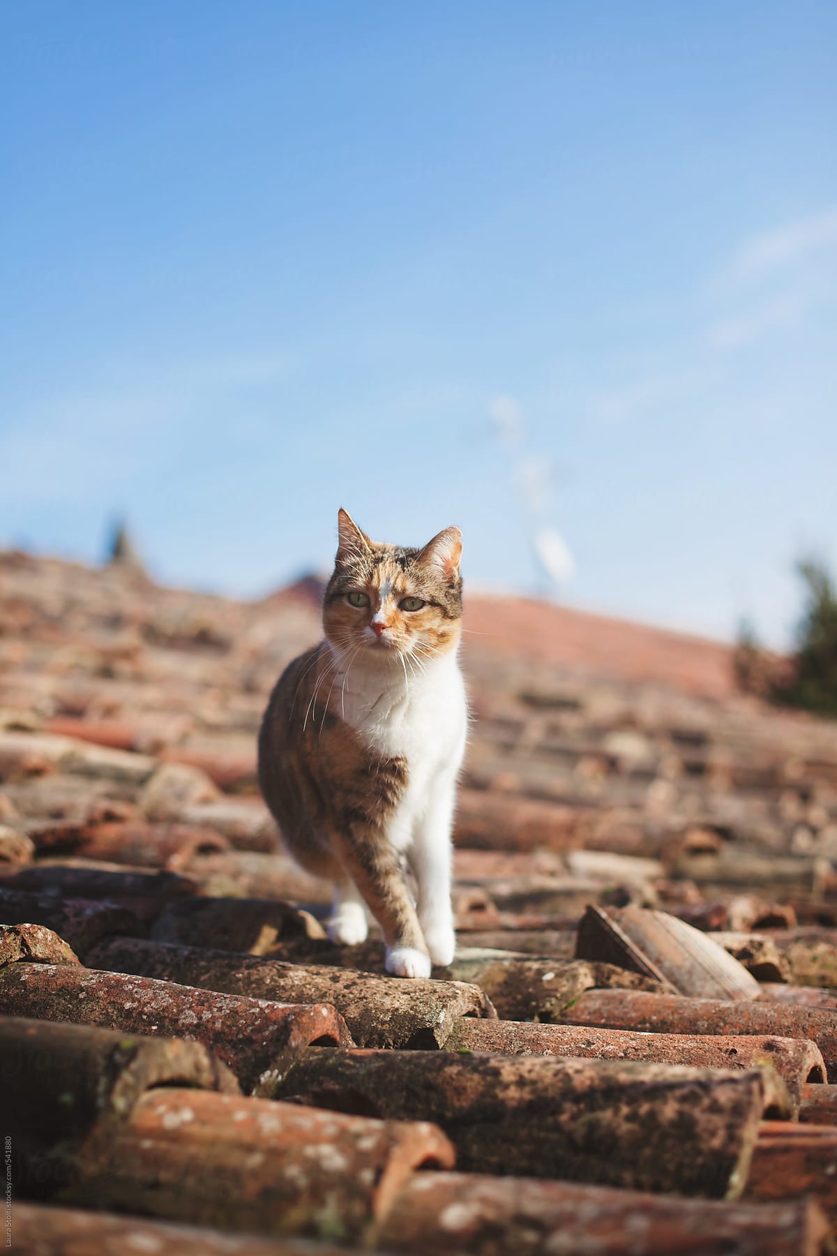 Calico cat exploring shingle roof in bright day