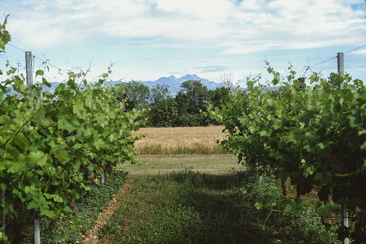 A vineyard in sunny day and a mountain view