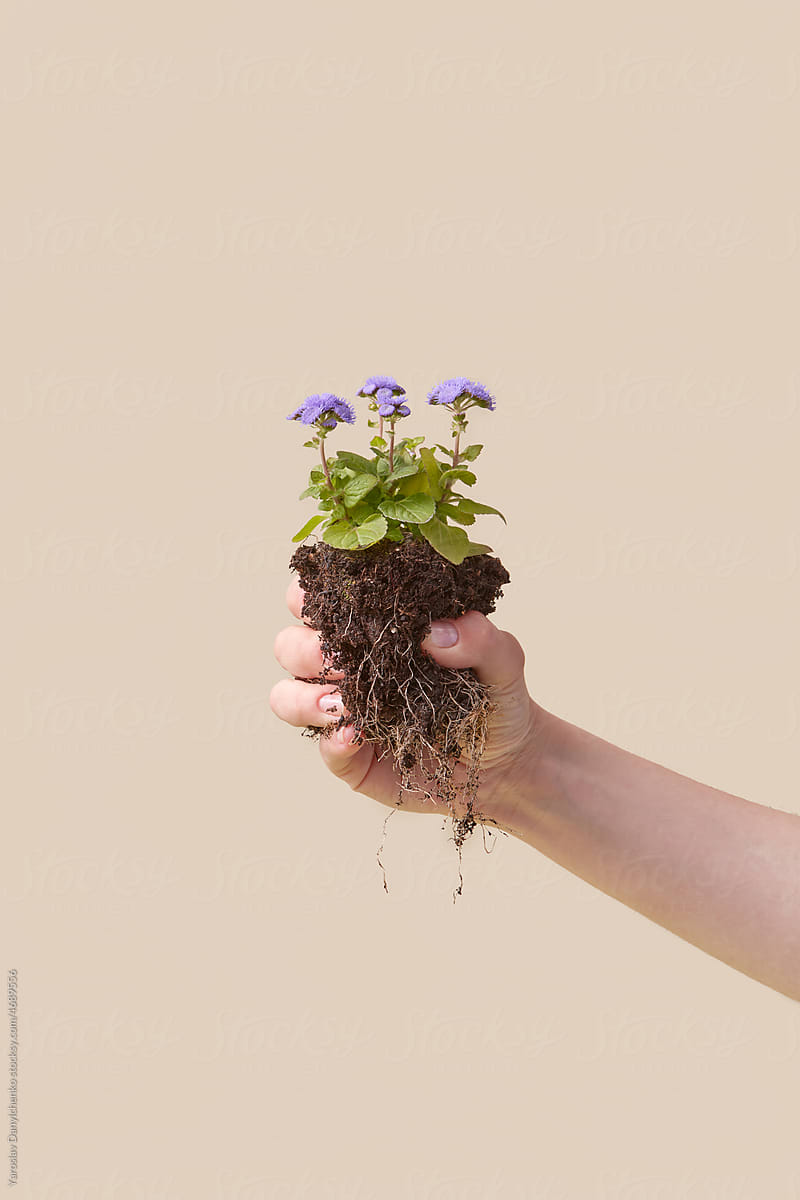 Hand holds flower in soil