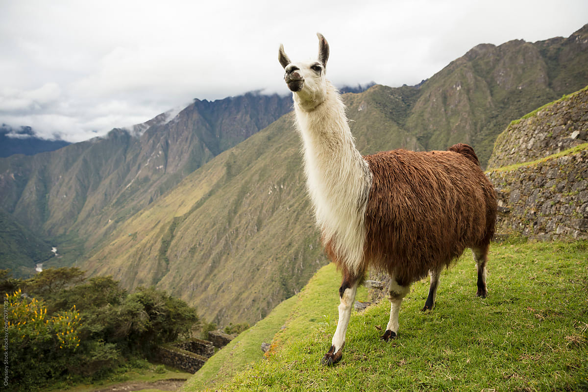 Llama Along the Inca Trail to Machu Picchu
