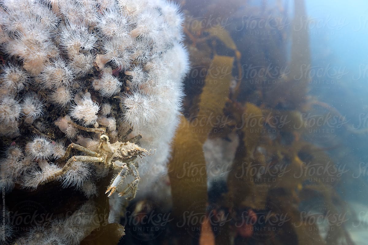 Crustacean hanging on the reef underwater in Patagonian waters