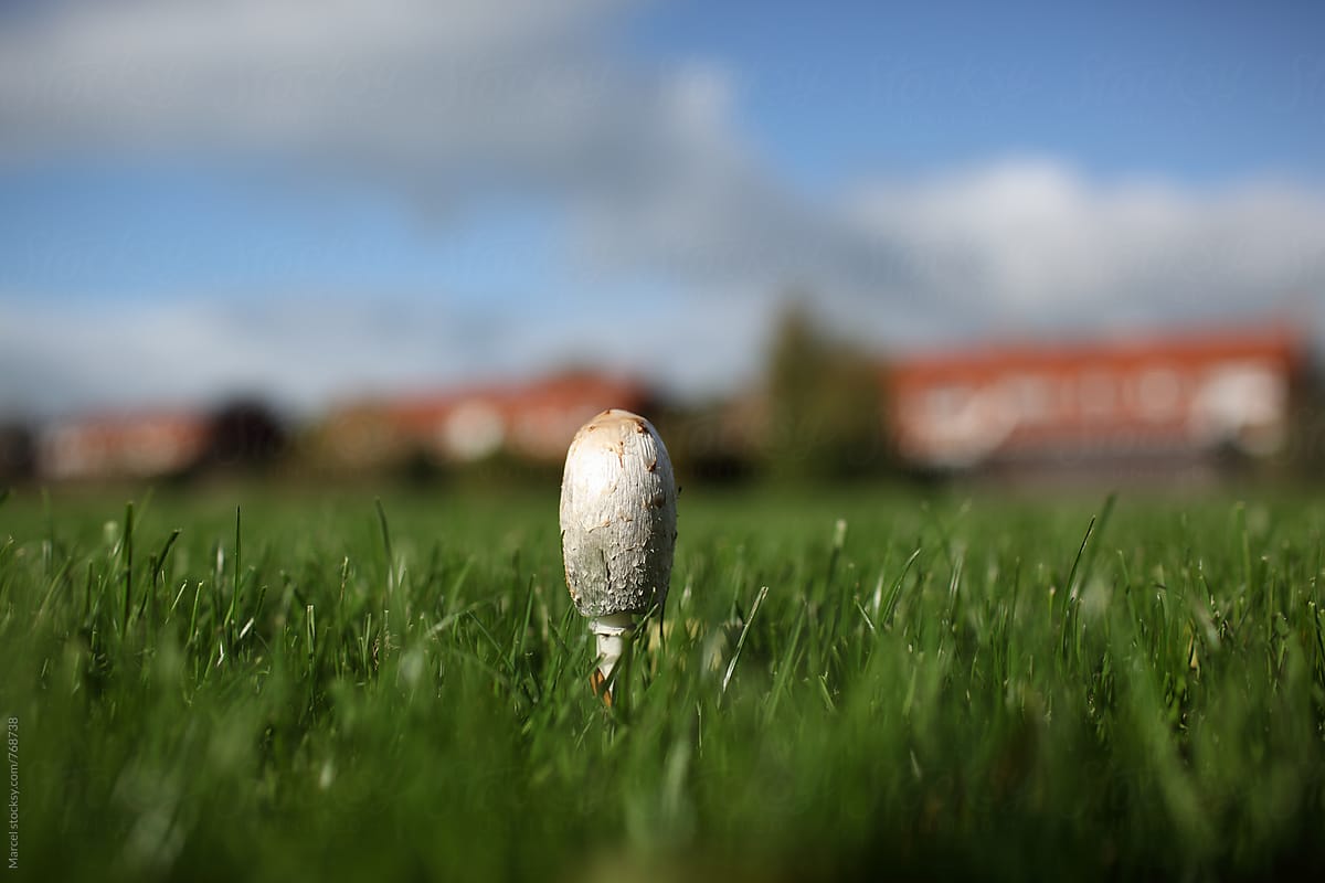 Ink cap fungus (Coprinus comatus?)  growing on a grass lawn