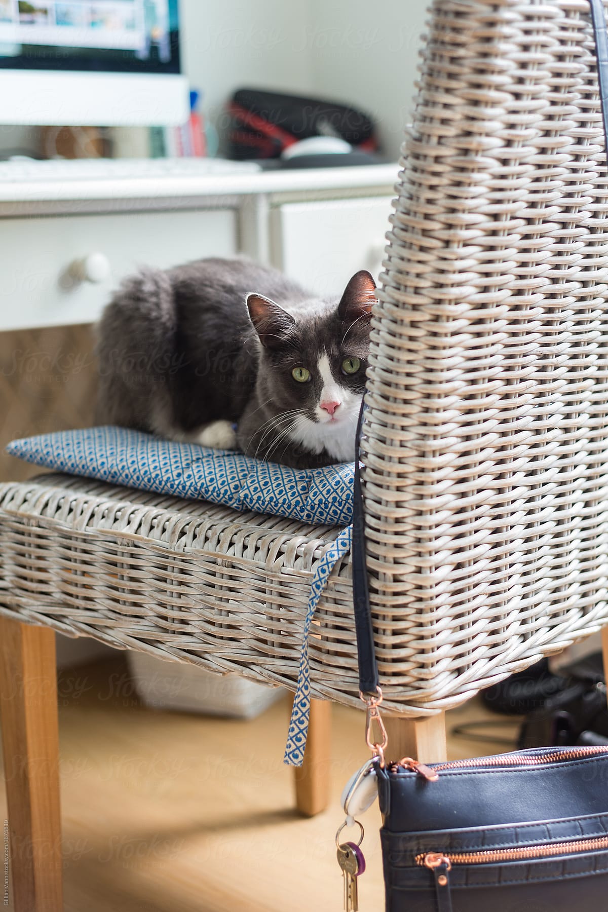 grey cat on  chair