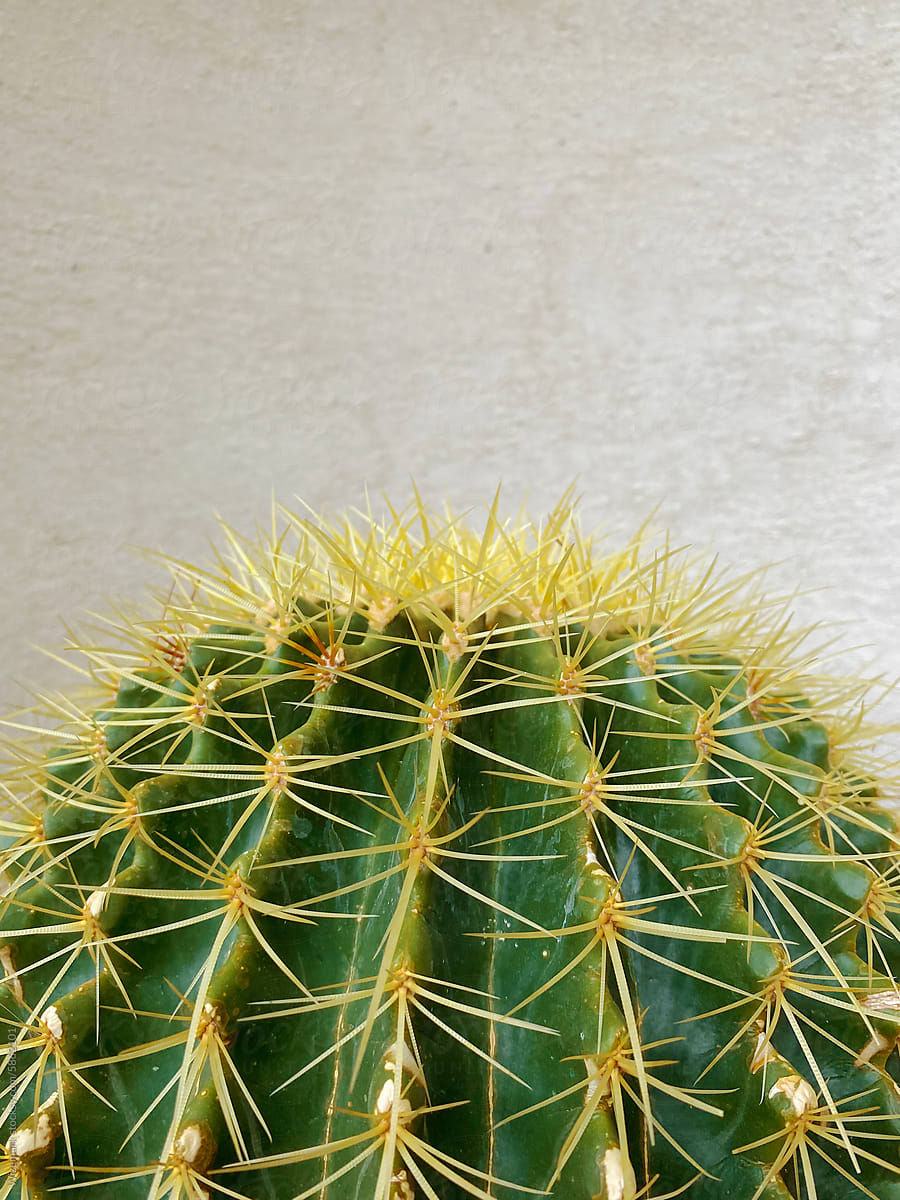 Succulent leaf of cactus with yellow prickles.