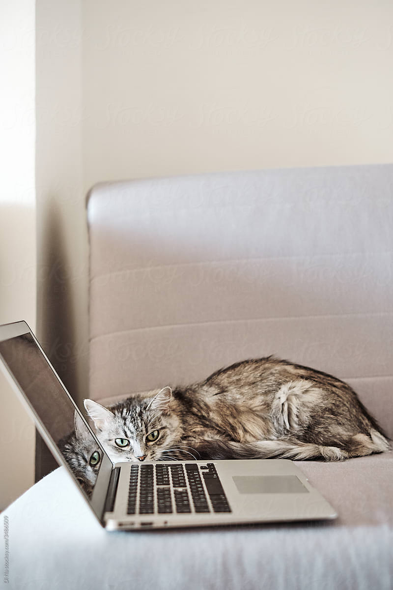 Cute grey cat with laptop
