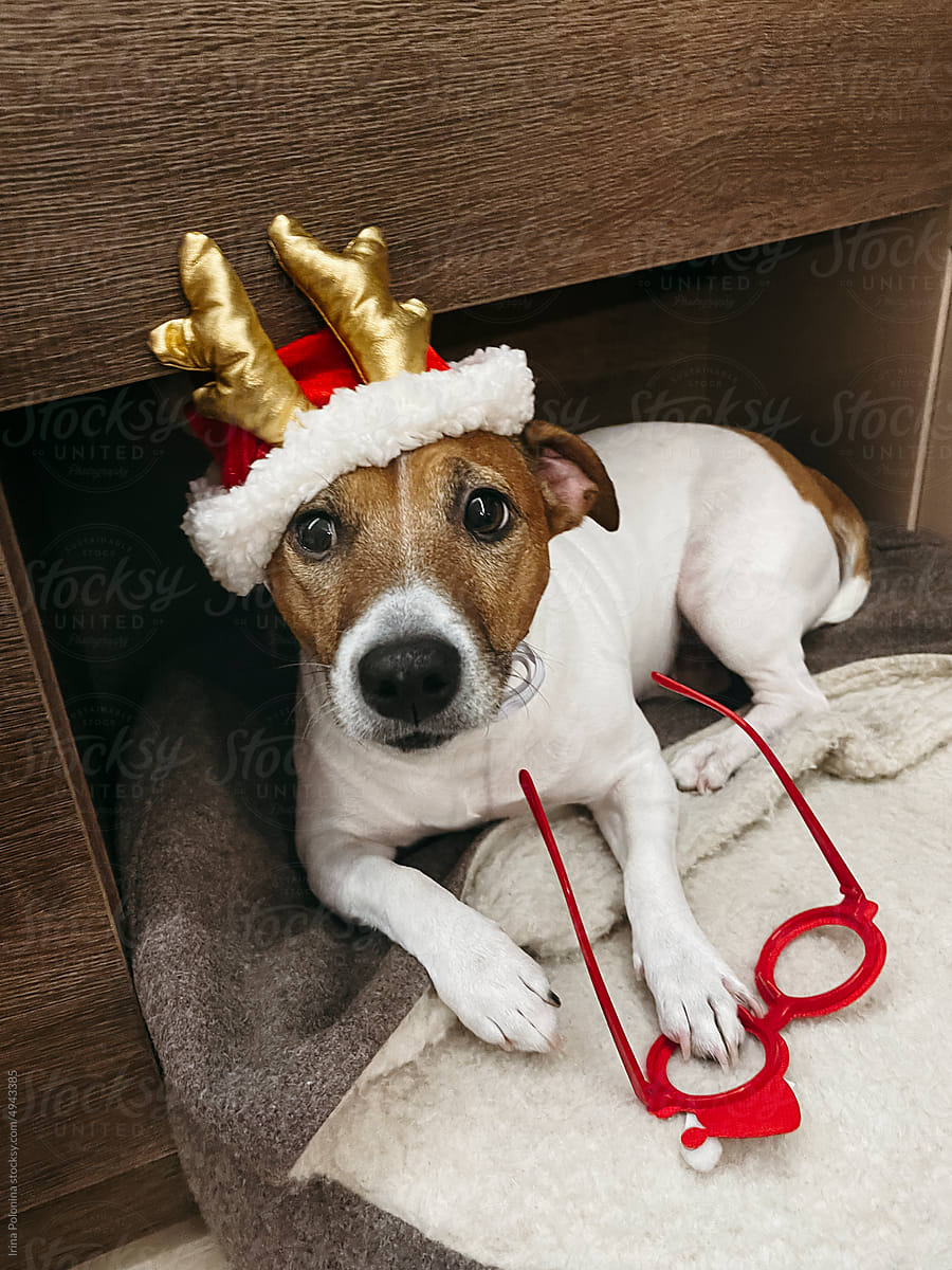 Funny pet dog with Christmas decor.