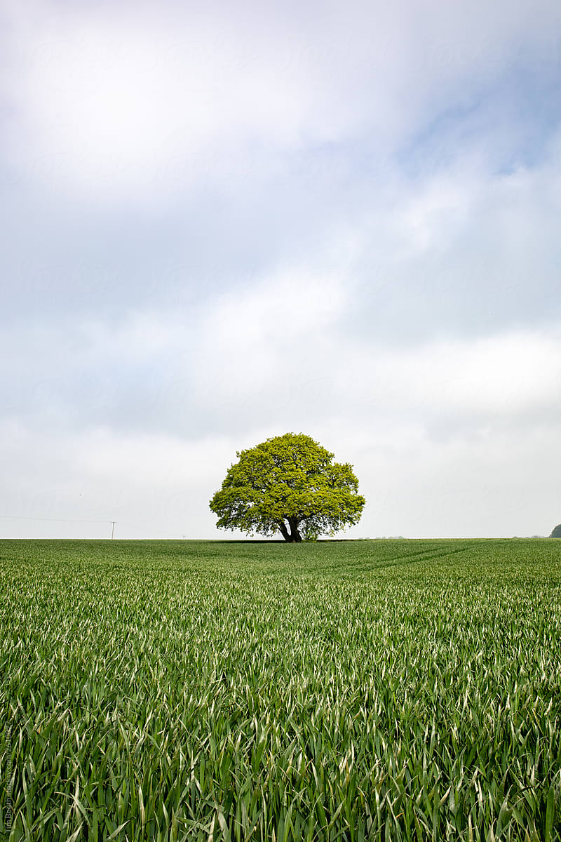 An oak tree in a field of long grass