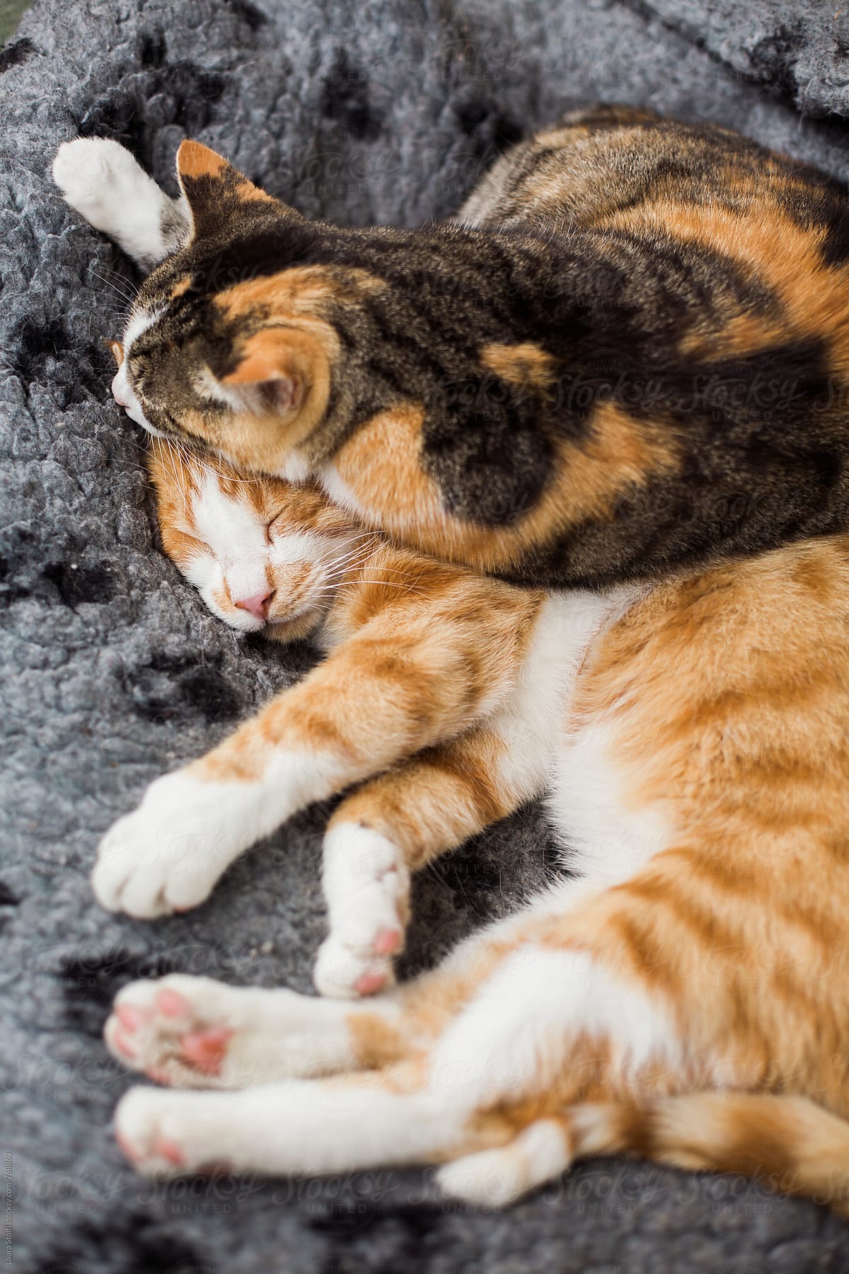 Adorable cats hugging while sleeping together in woolen kennel