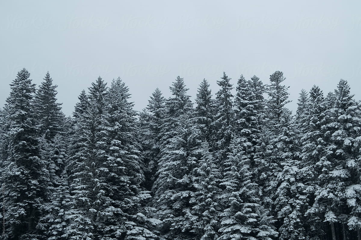 pine trees winter mountain forest and foggy sky