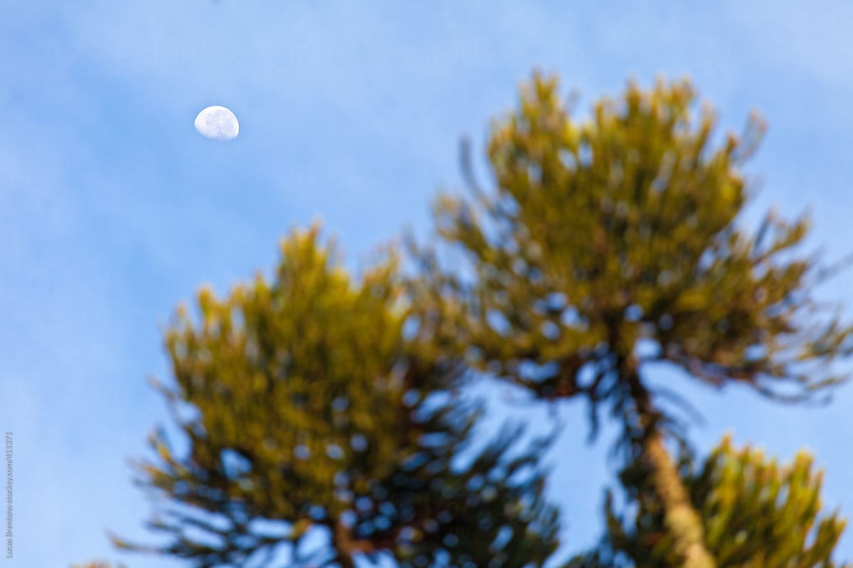 Araucaria Trees and the Moon