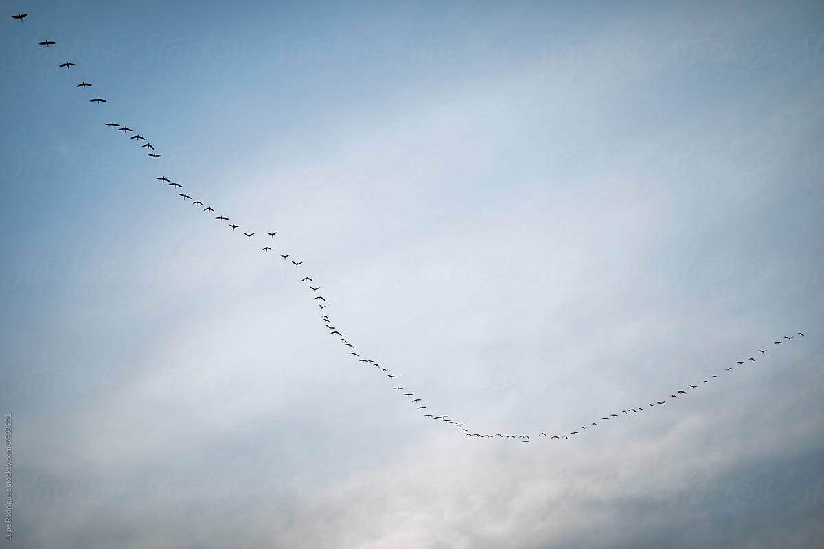 flock of birds flying lined up in the sky