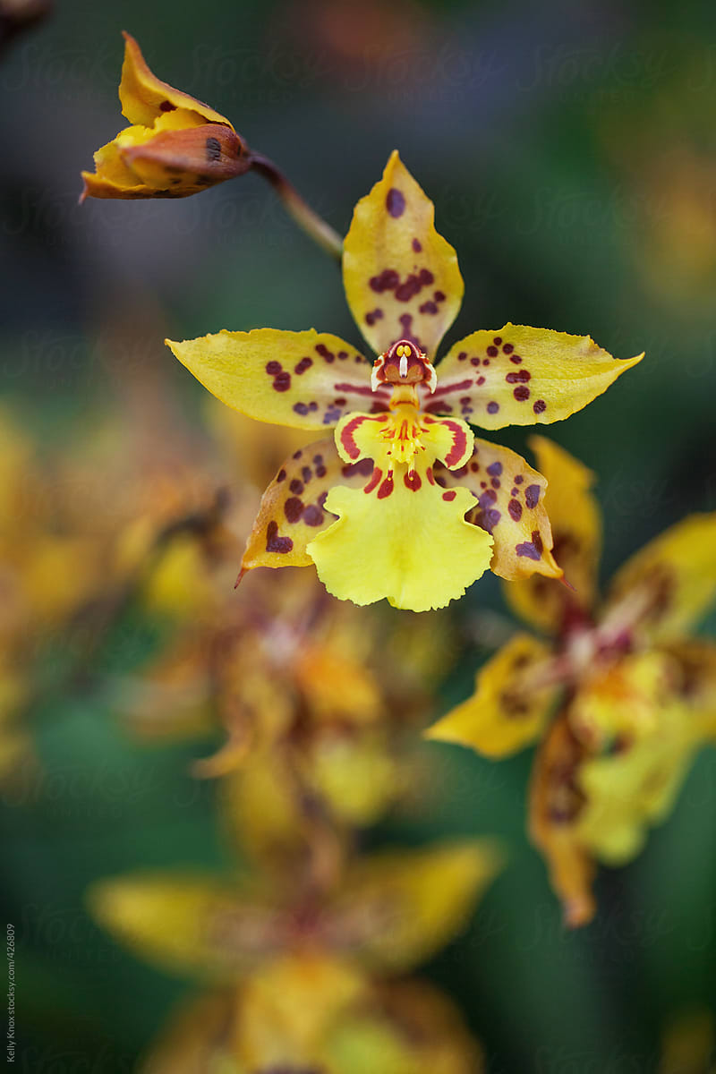 yellow orchid with purple spots