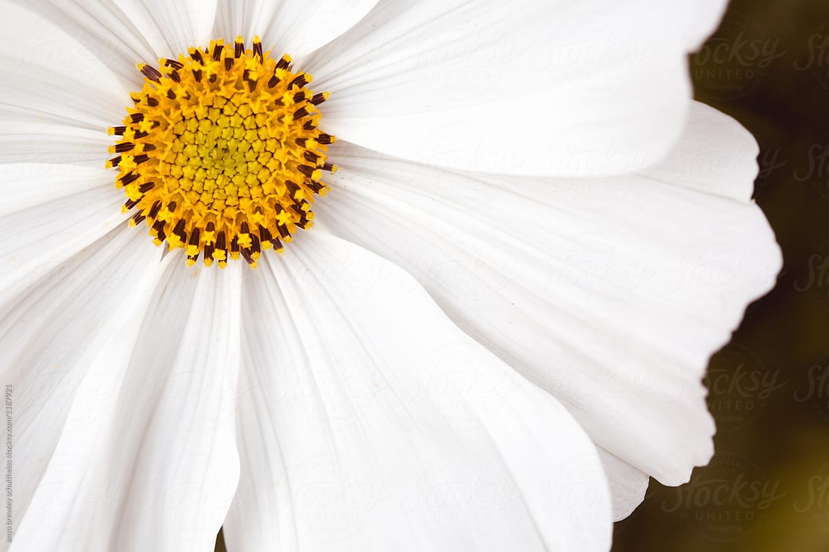 Closeup of a beautiful white and yellow flower