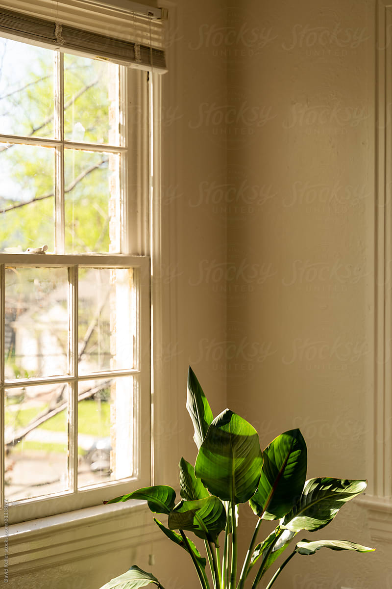 A plant in sunny window light