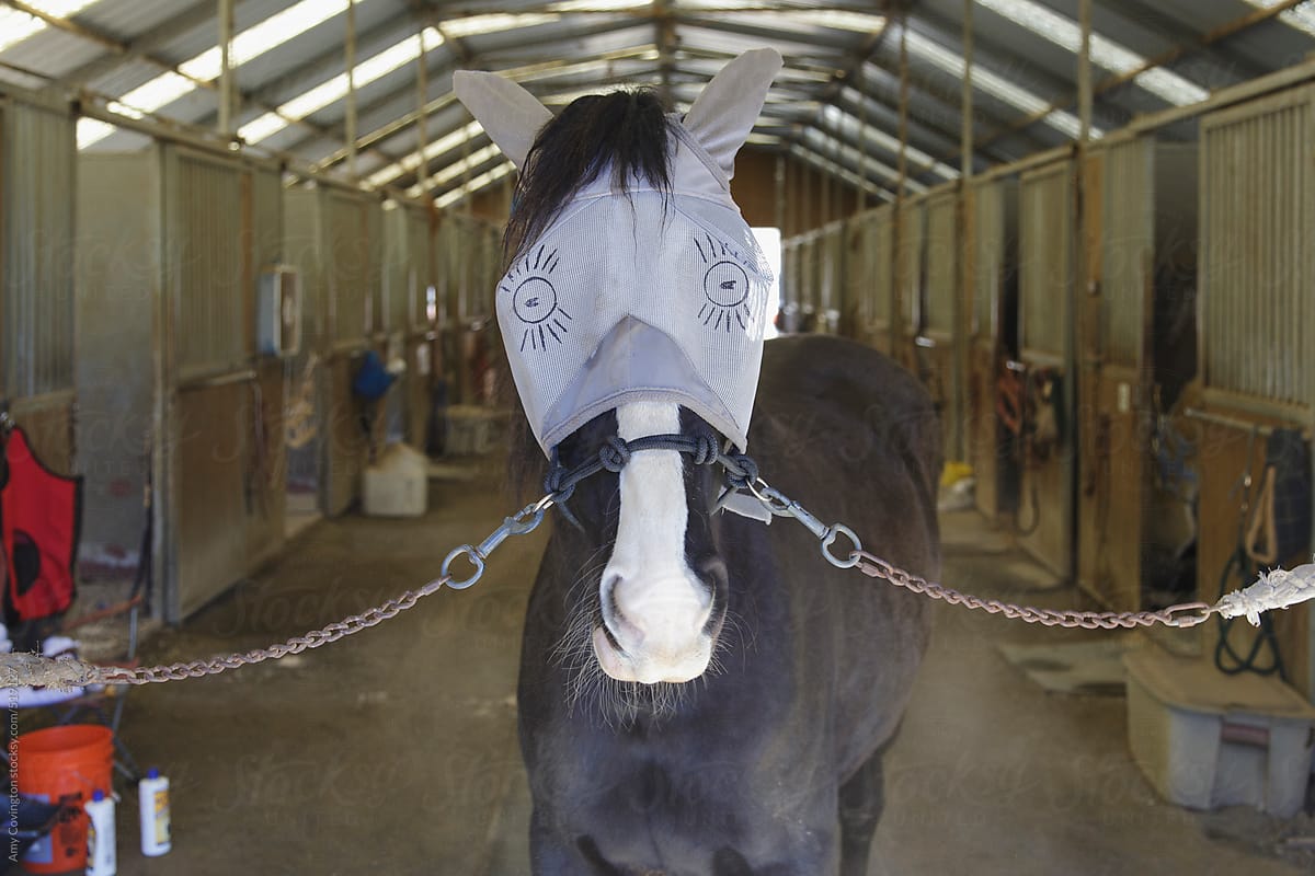 A horse with silly eyes drawn on it\'s fly mask