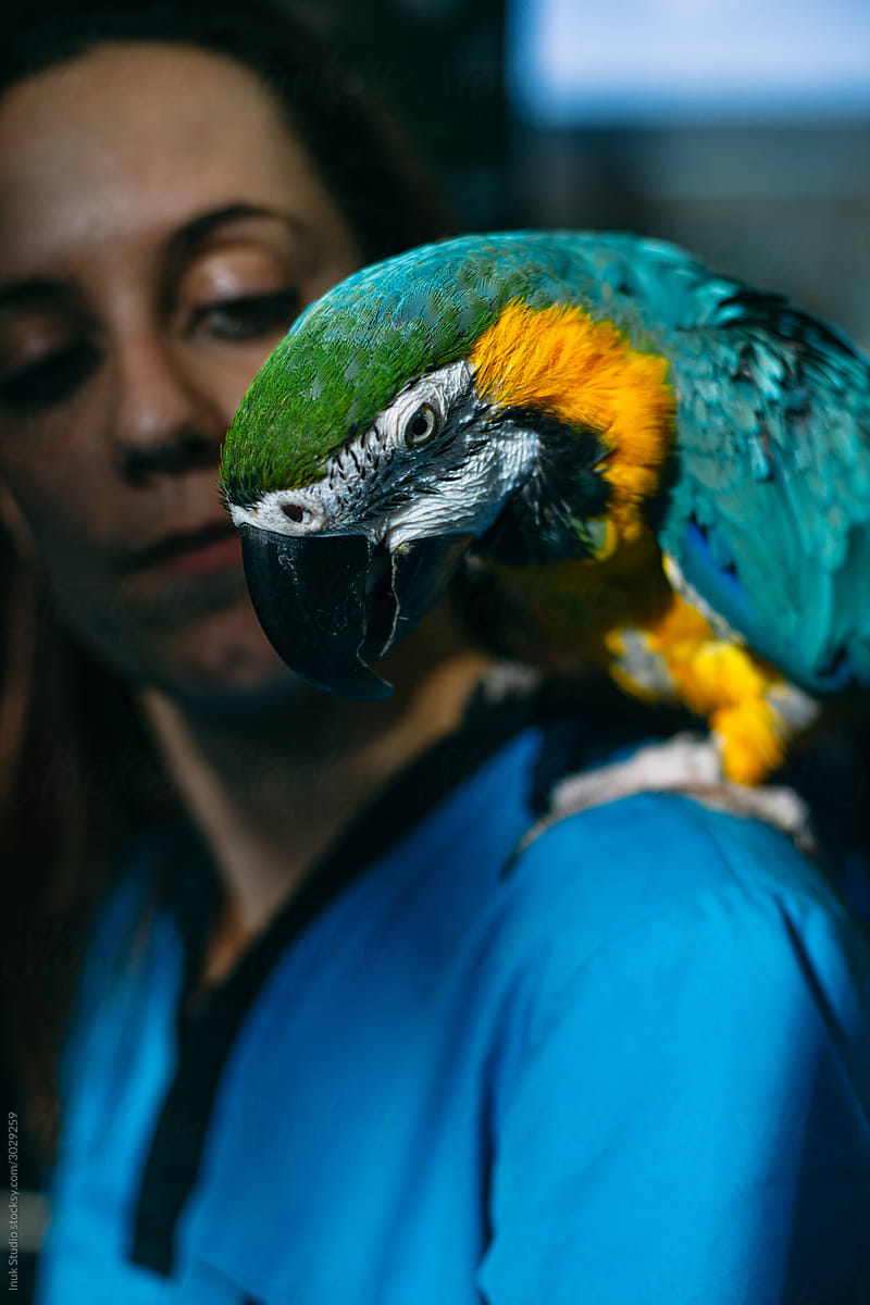 Macaw sitting on shoulder of vet
