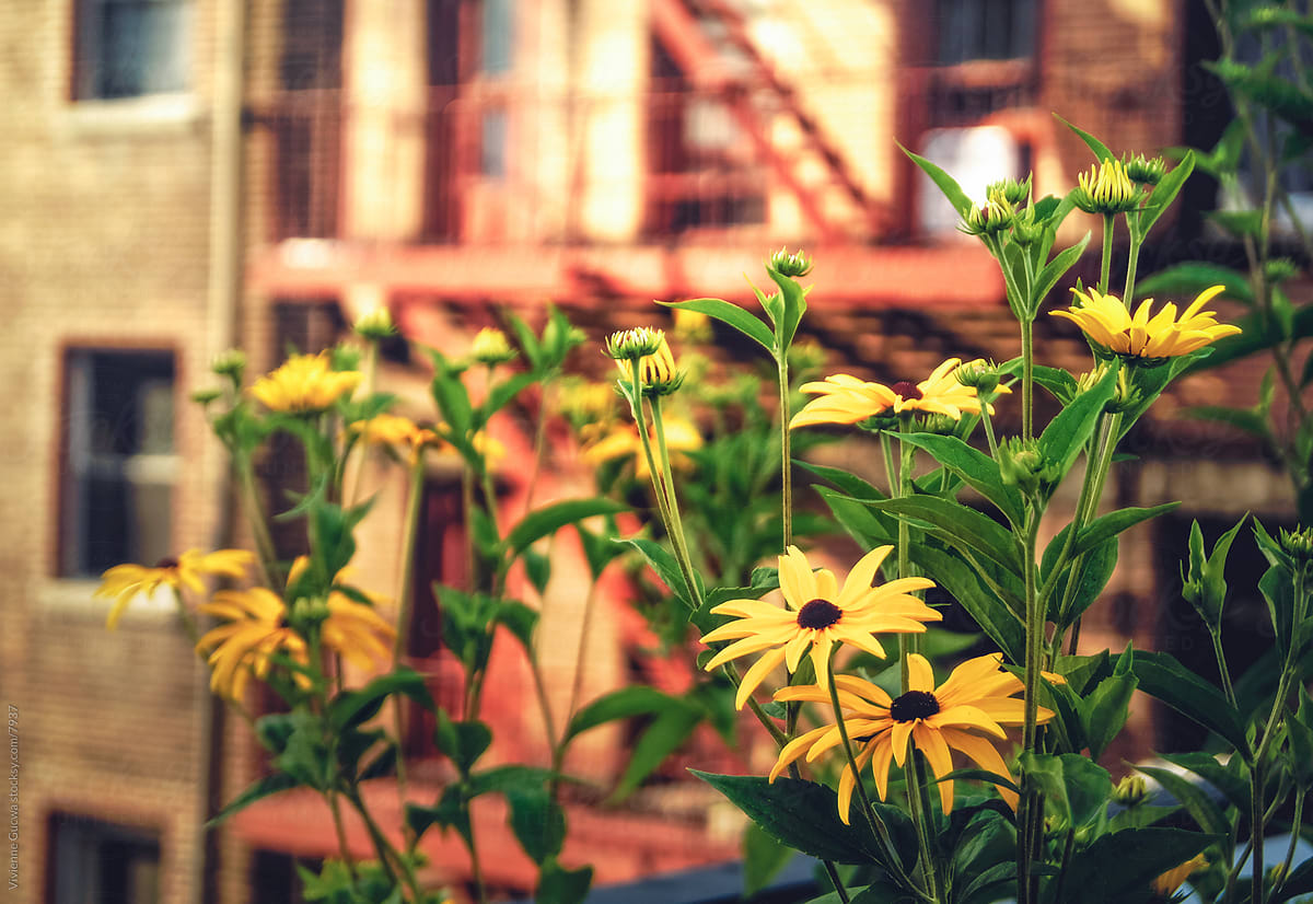 Yellow Wildflowers and Red Fire Escapes