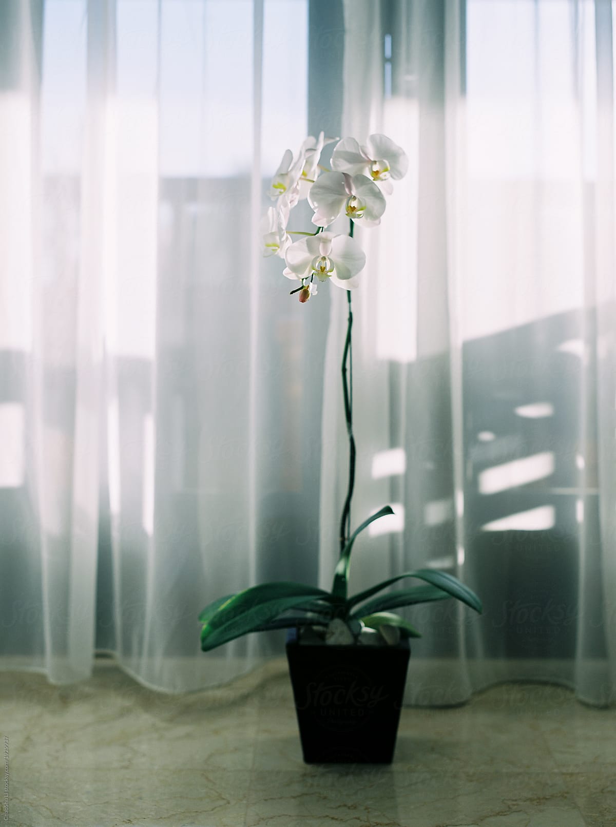 Clean comfortable orchids in sunlight transilluminated window background\
 . shot by 120 films