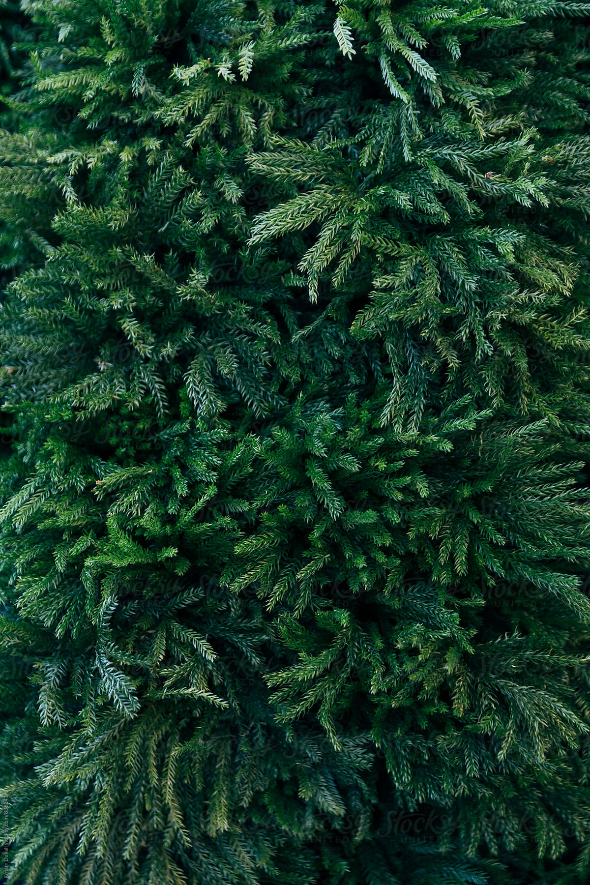 Christmas wreath background