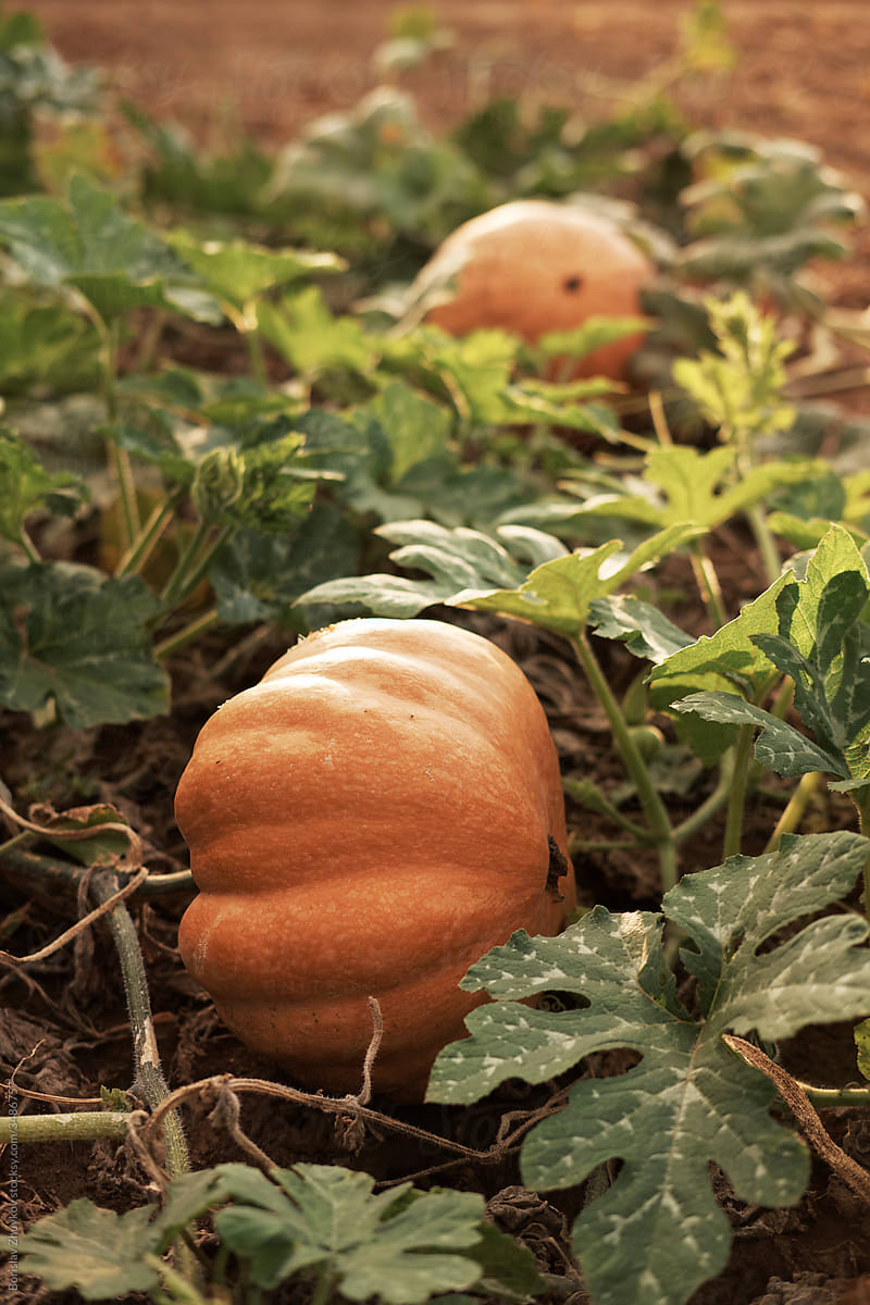 Ripe orange pumpkin in the garden