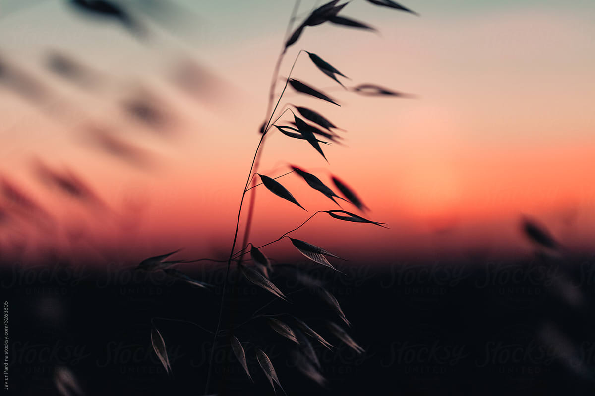 Silhouettes of oat flower