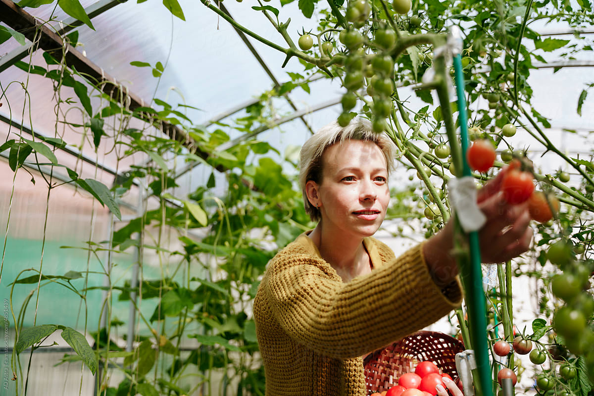 A woman in a greenhouse collects tomatoes