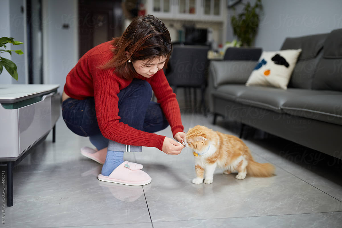 Cute Orange Cat On Floor Being Fed A Snack By Its Owner