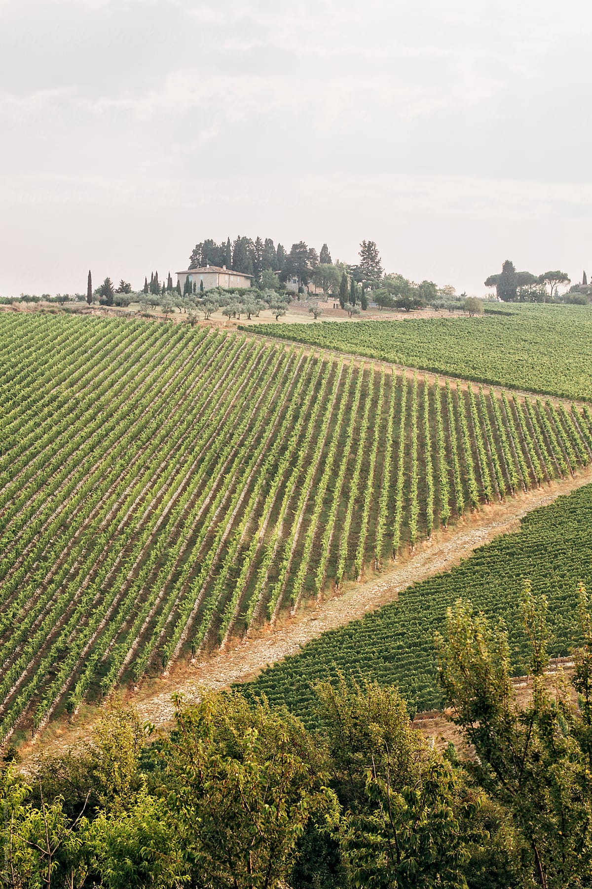 Vineyards in the Chianti region in Tuscany