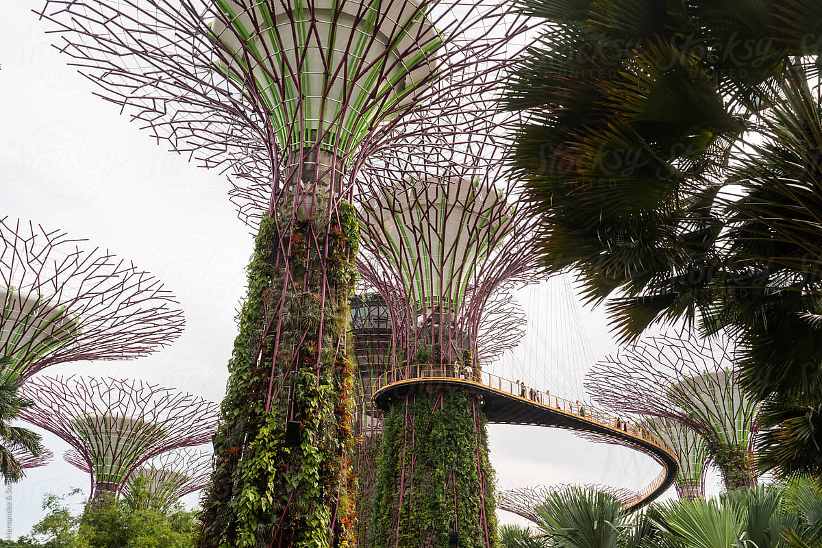 View Of Singapore Supertree Grove