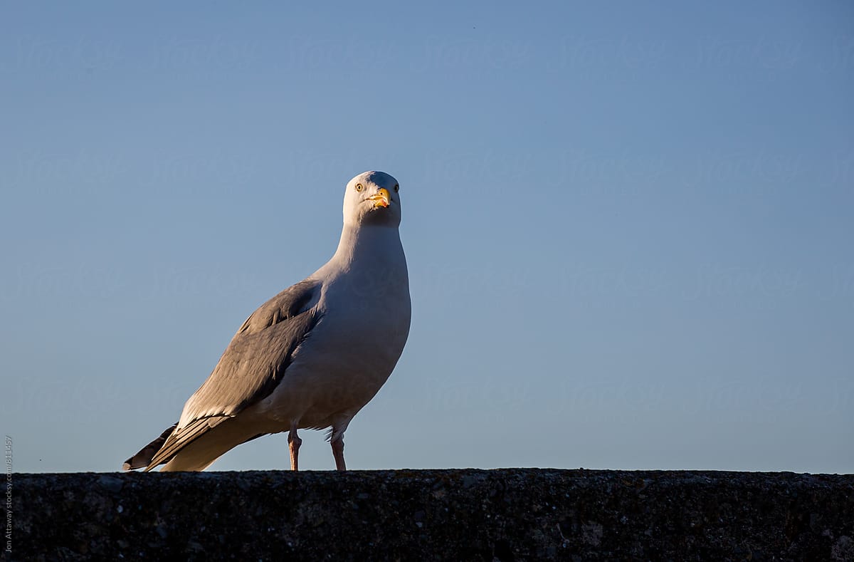 Profile of a seagull standing on a sea wall