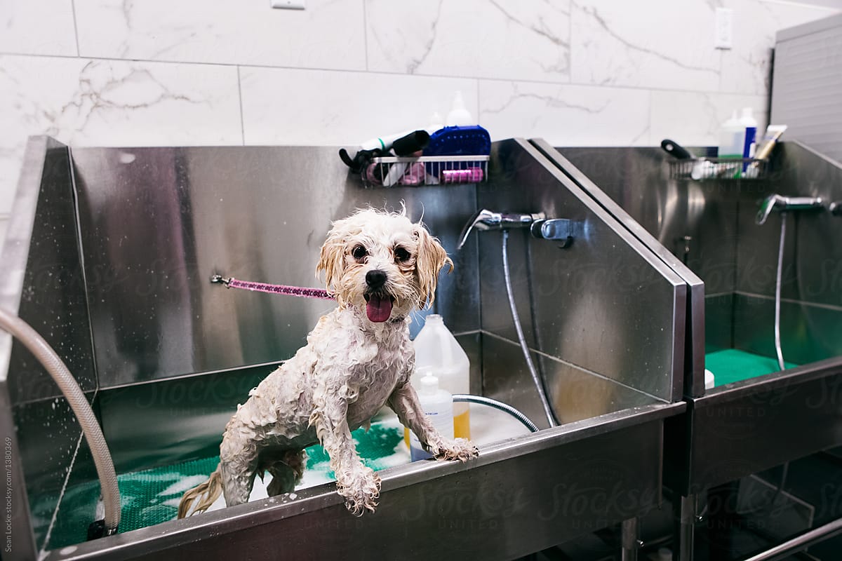 Spa Bath For Dogs