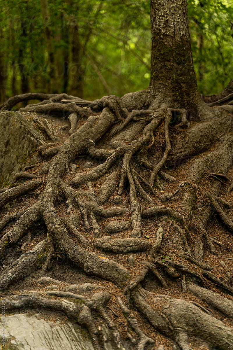 Tree roots in forest