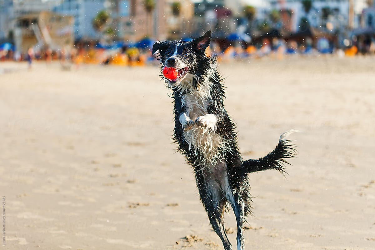 Border Collie Dog Fetching Ball at Beach
