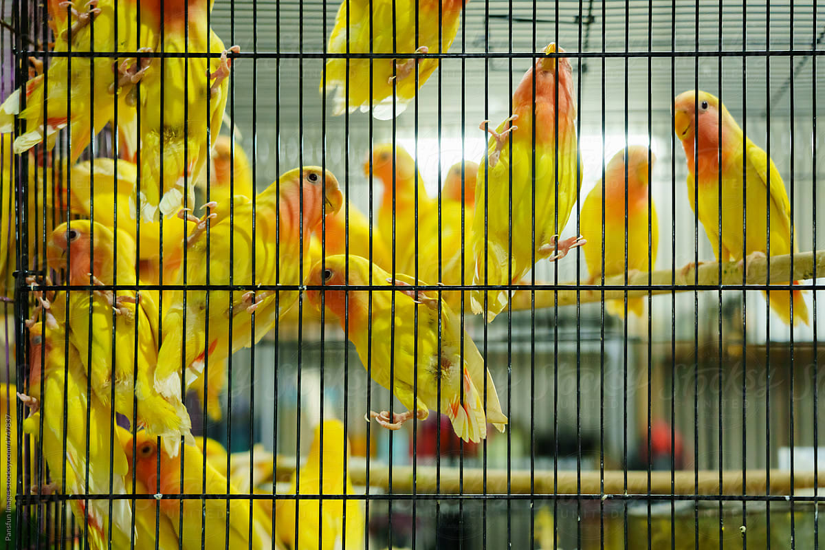 Parrot pet in bird cage