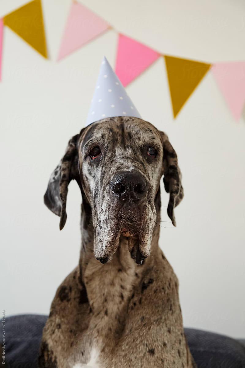 Great Dane dog in party hat