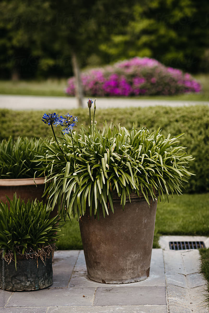 Garden pot with blooming flowers - container gardering