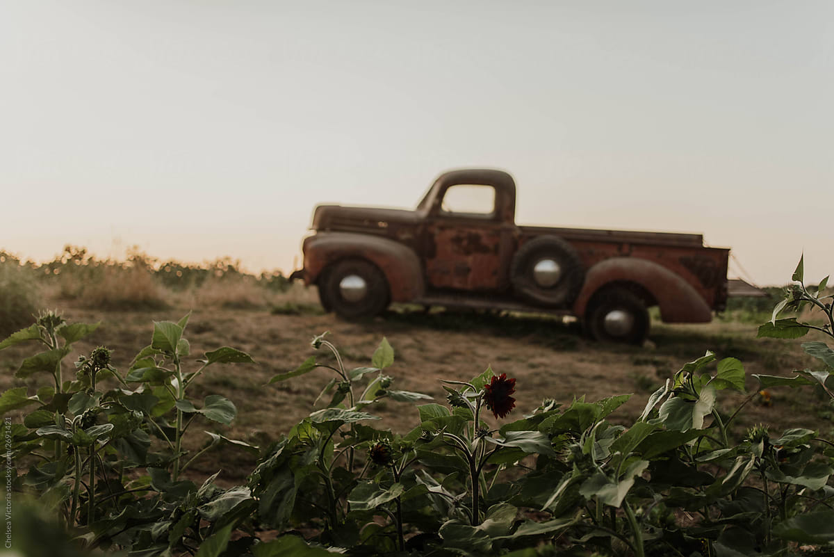 An old fashioned truck in a field of flowers