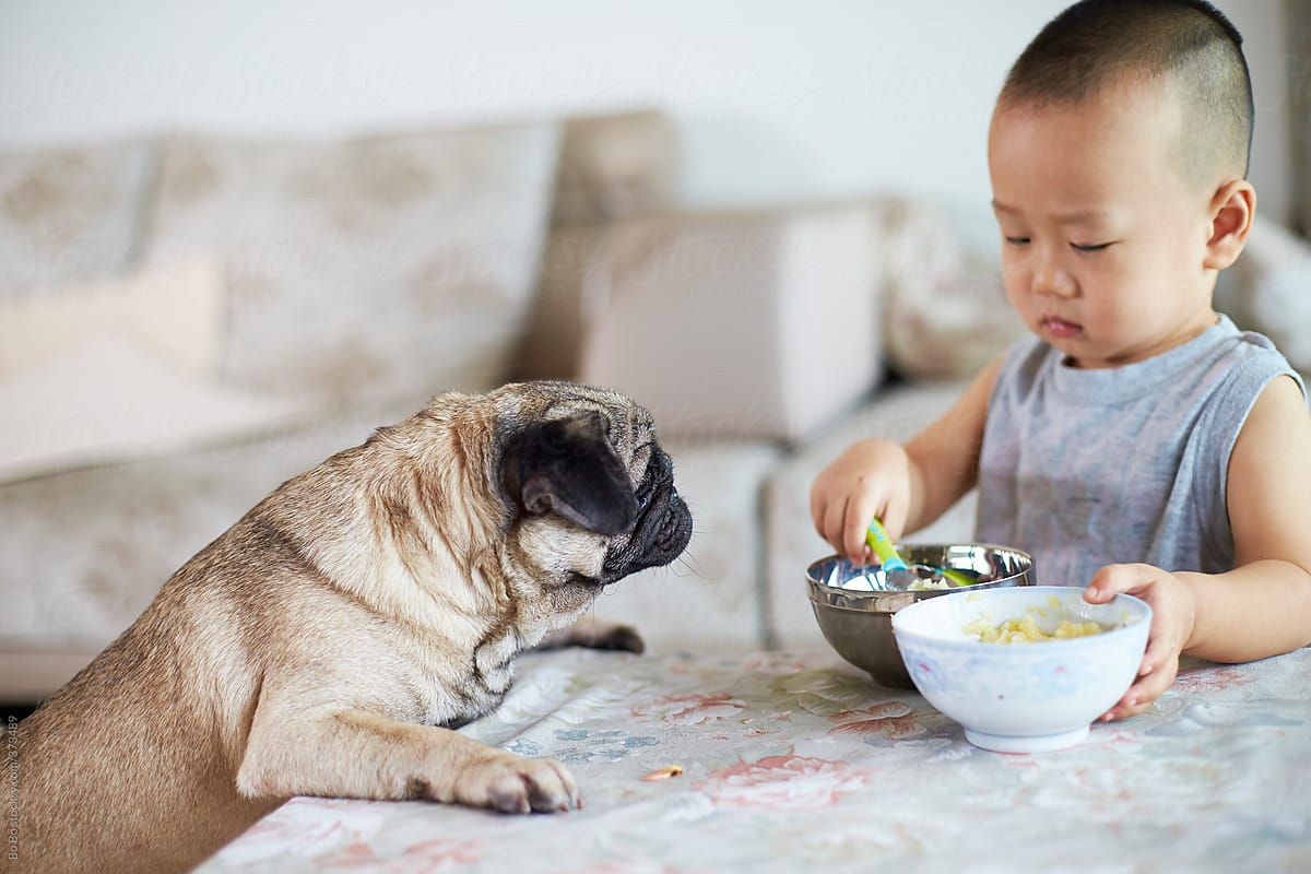 little boy share food with his dog