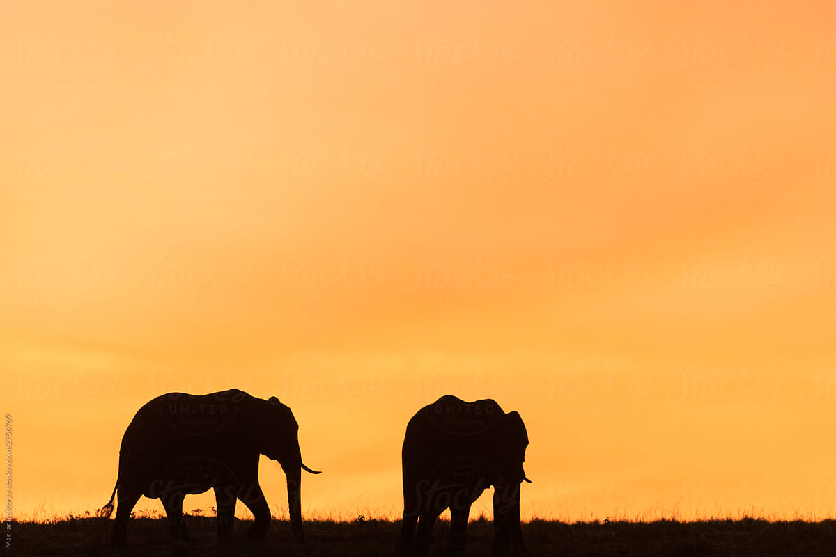 Elephant Silhouettes in the Light of an Orange Sunset in Africa