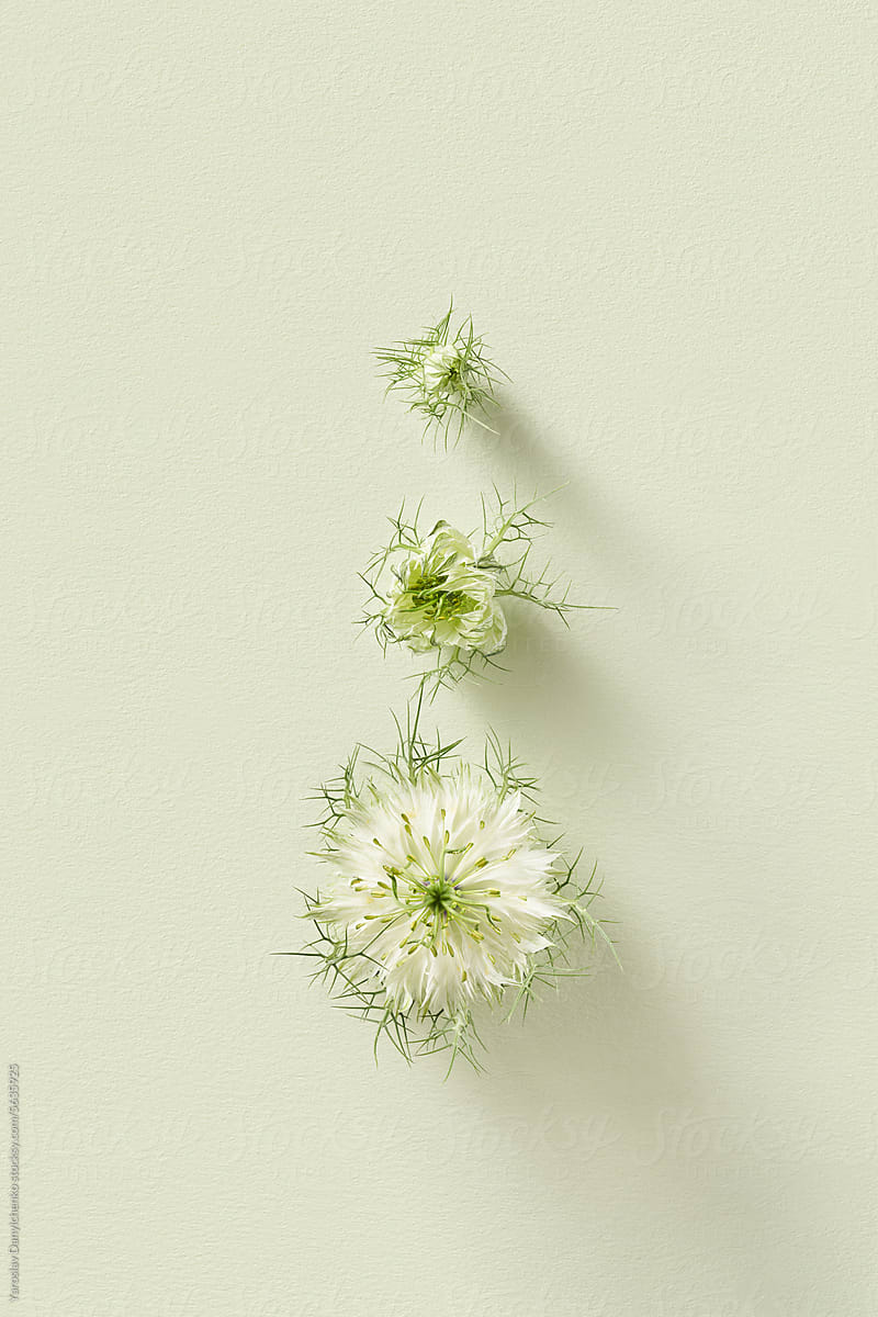 Three blooming stages of Nigella damascena flower in studio