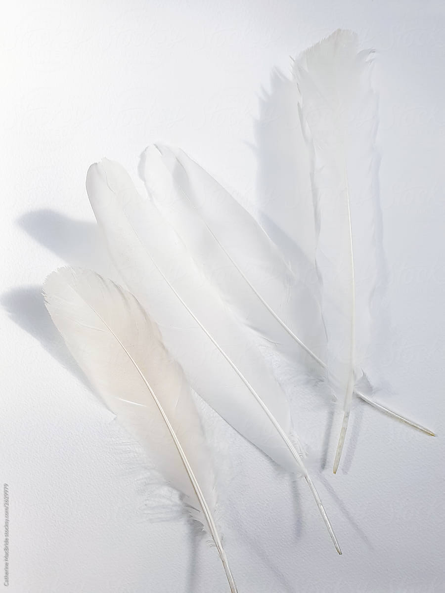 Four White Feathers