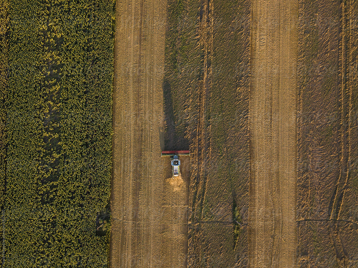 Driving harvester on field in sunlight