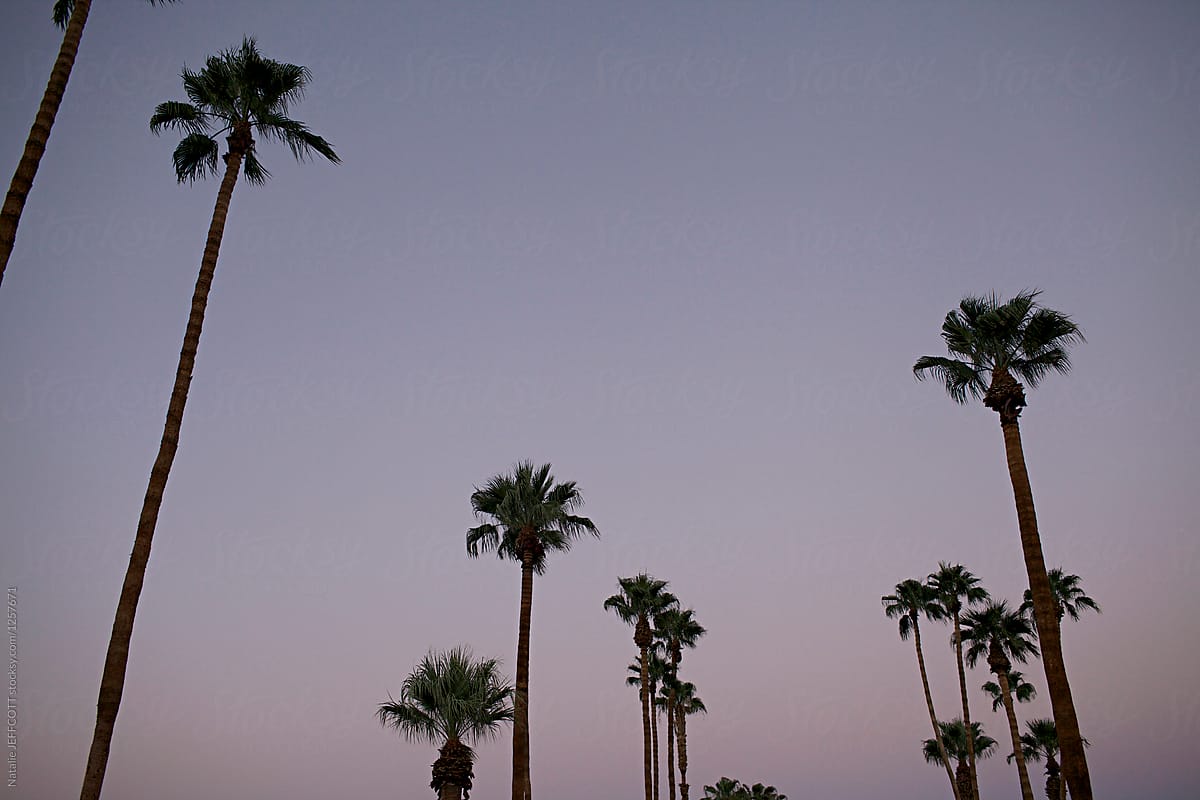 palm trees in palm springs at dusk by natalie jeffcott palm springs palm tree stocksy united palm trees in palm springs at dusk by