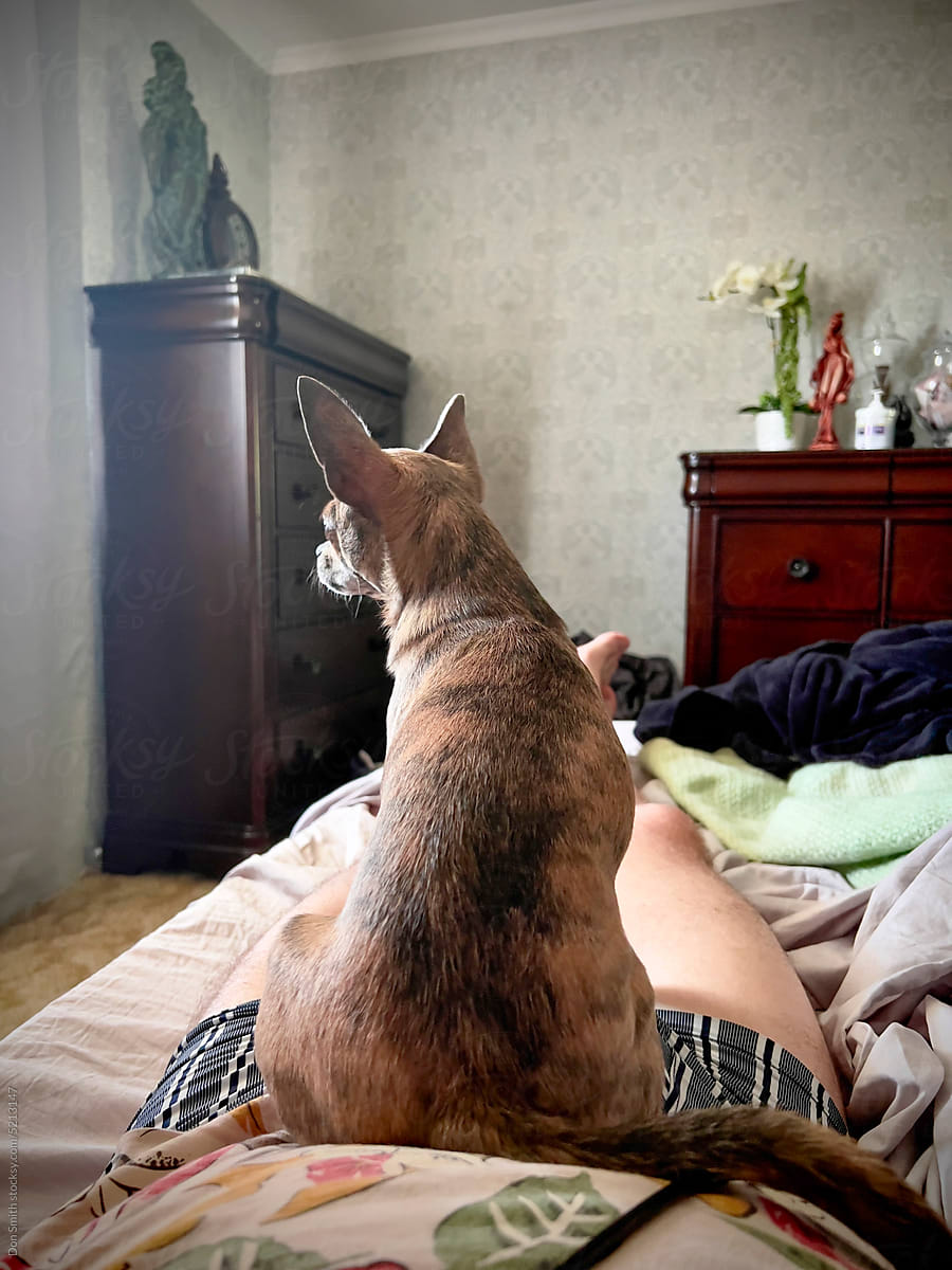 Chihuahua dog sitting on lap